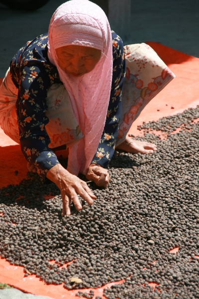 sorting coffee beans.JPG